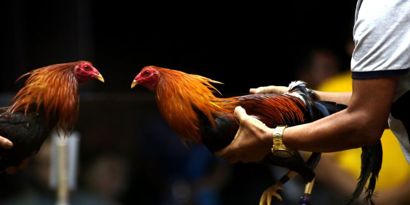 Đá gà Thomo 88 – Sân Chơi Hấp Dẫn Bậc Nhất Dành Cho Kê Thủ 10 3 loại kèo cược chính ở đá gà thomo 88