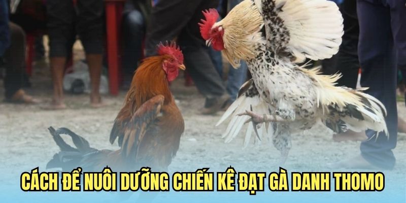 Gà Danh Thomo Ý Nghĩa Là Gì? Nắm Bắt Thông Tin Chuẩn Xác 8 Cách để nuôi dưỡng chiến kê đạt gà danh Thomo