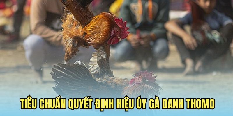 Gà Danh Thomo Ý Nghĩa Là Gì? Nắm Bắt Thông Tin Chuẩn Xác 6 tiêu chuẩn quyết định hiệu úy gà danh Thomo