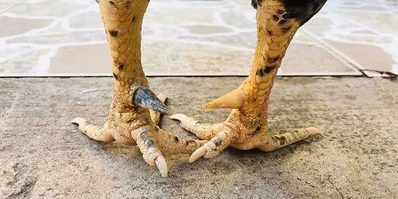 Gà Cựa Nhật Nguyệt - Chiến Kê Dũng Mãnh Trên Đấu Trường 7 Cách nuôi gà nhật nguyệt chuẩn khoa học