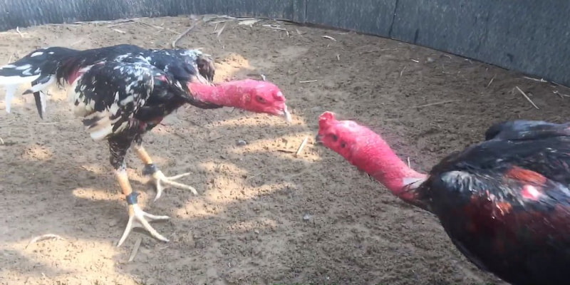 Đá Gà Thomo C2: Đấu Trường Chọi Kệ Hấp Dẫn Hàng Đầu Hiện Nay 6 Chiến kê tham gia không yêu cầu quá chuyên nghiệp