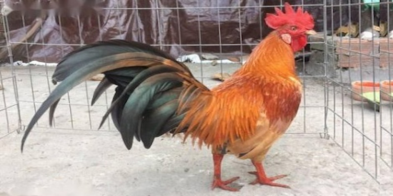 Đá Gà Thomo C2: Đấu Trường Chọi Kệ Hấp Dẫn Hàng Đầu Hiện Nay 7 Gà chọi Asil có sức mạnh cực kỳ dẻo dai