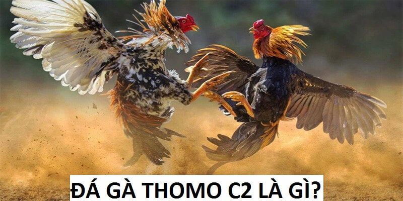 Đá Gà Thomo C2: Đấu Trường Chọi Kệ Hấp Dẫn Hàng Đầu Hiện Nay 5 Đá gà Thomo C2 là trận đấu tổ chức ở quy mô vừa phải