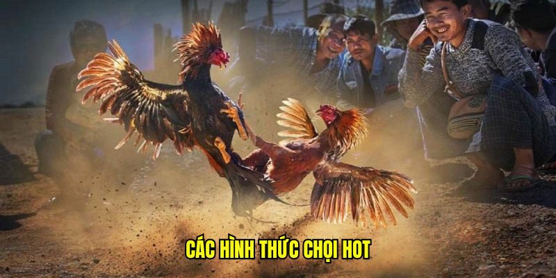 Đá Gà Thomo Hôm Qua - Trực Tiếp Sắc Nét, Đồ Họa Full HD 9 Các hình thức chọi hot