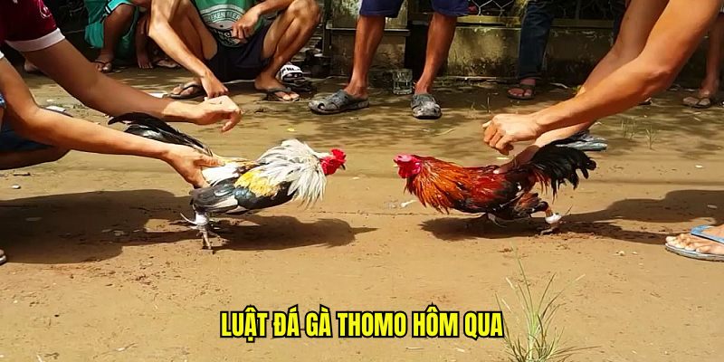 Đá Gà Thomo Hôm Qua - Trực Tiếp Sắc Nét, Đồ Họa Full HD 8 Luật đá gà Thomo hôm qua