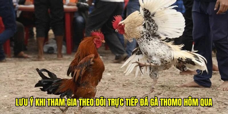 Đá Gà Thomo Hôm Qua - Trực Tiếp Sắc Nét, Đồ Họa Full HD 10 Lưu ý khi tham gia theo dõi trực tiếp đá gà Thomo hôm qua