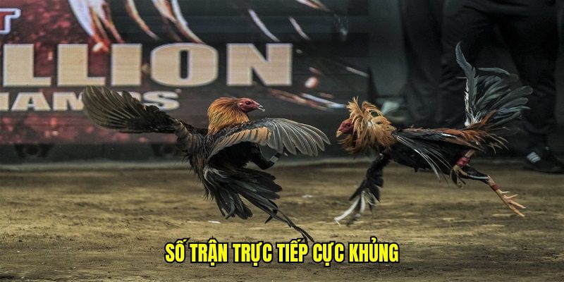 Đá Gà Thomo Hôm Qua - Trực Tiếp Sắc Nét, Đồ Họa Full HD 7 Số trận trực tiếp cực khủng