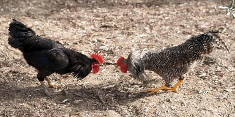 Đá Gà Trực Tiếp Thomo – Trường Đấu Sôi Động, Uy Tín 10 Giải đáp thắc mắc liên quan đá gà trực tiếp Thomo