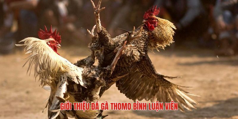 Đá Gà Thomo Bình Luận Viên - Trận Chiến Có Sức Hút Lớn 5 Tổng quan nét chung về đá gà thomo bình luận viên