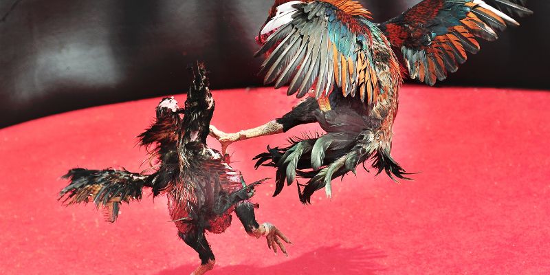 Đá Gà Tre – Những Bí Kíp Tham Gia Thành Công Nhất 2025 4 Giới thiệu đôi chút về chủ đề đá gà tre tại đá gà thomo