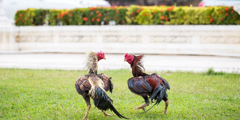 Đá Gà Trực Tiếp Thomo – Trường Đấu Sôi Động, Uy Tín 9 Khám phá các mẹo hữu ích ở đá gà trực tiếp Thomo