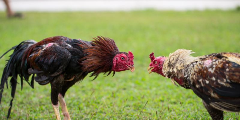 Đá gà Thomo 88 – Sân Chơi Hấp Dẫn Bậc Nhất Dành Cho Kê Thủ 9 Khám phá đa dạng loại hình thi đấu ở đá gà thomo 88