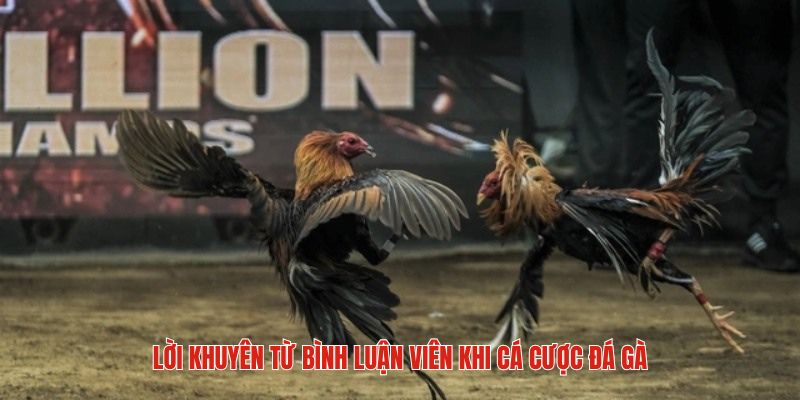 Đá Gà Thomo Bình Luận Viên - Trận Chiến Có Sức Hút Lớn 8 Kinh nghiệm đặt cược từ đá gà thomo bình luận viên