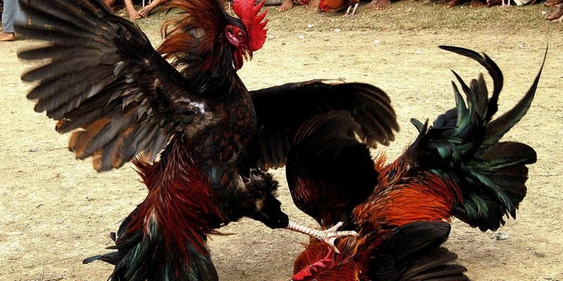 Đá Gà Campuchia - Chiêm Ngưỡng Các Trận Chiến Mãn Nhãn 8 Cập nhật các quy định của hình thức đá gà Campuchia