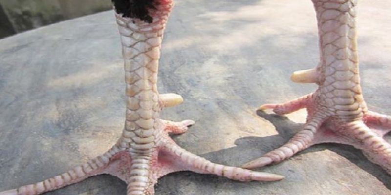 Mỗi dạng vảy sẽ mang ý nghĩa đặc trưng riêng biệt