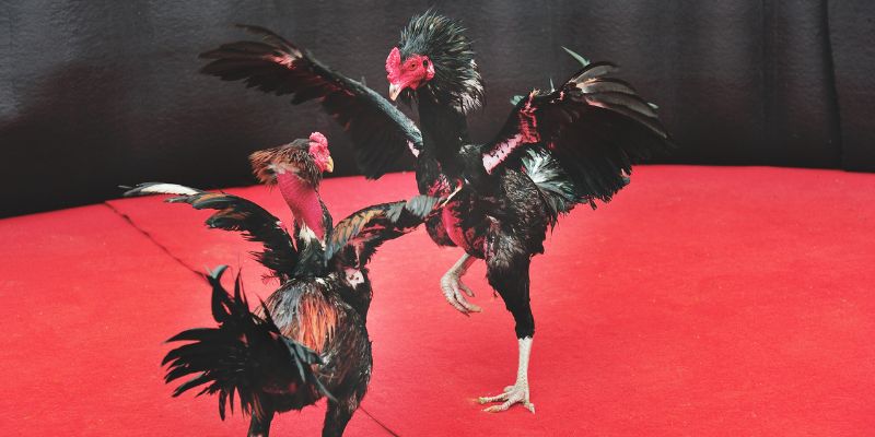 Đá Gà Tre – Những Bí Kíp Tham Gia Thành Công Nhất 2025 6 Những mẹo tham gia nơi đây cực kỳ hiệu quả