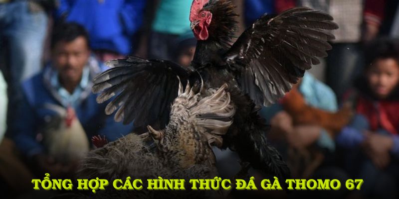 Tìm Hiểu Đá Gà Thomo 67 Tại DAGA Và Những Thông Tin Thú Vị 5 Tổng hợp các hình thức đá gà thomo 67 bạn không thể bỏ qua