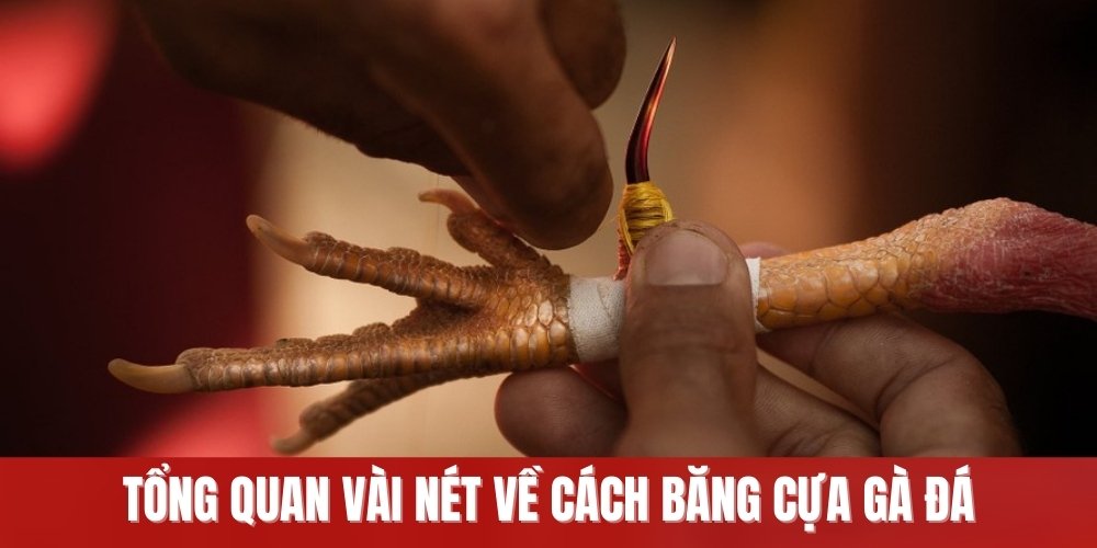 Cách Băng Cựa Gà Đá - Tìm Hiểu Kỹ Thuật Điêu Luyện Từ Sư Kê 5 Tổng quan vài nét về cách băng cựa gà đá