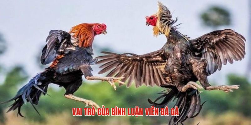 Đá Gà Thomo Bình Luận Viên - Trận Chiến Có Sức Hút Lớn 7 Vai trò của các bình luận viên tại trang Daga