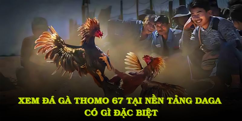 Tìm Hiểu Đá Gà Thomo 67 Tại DAGA Và Những Thông Tin Thú Vị 6 Xem đá gà Thomo 67 tại nền tảng DAGA có gì đặc biệt?